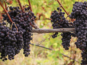 Grapes in October ready for harvest