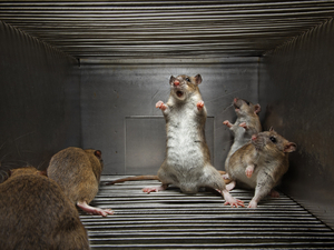 Photo of brown rats by Vincent J. Musi